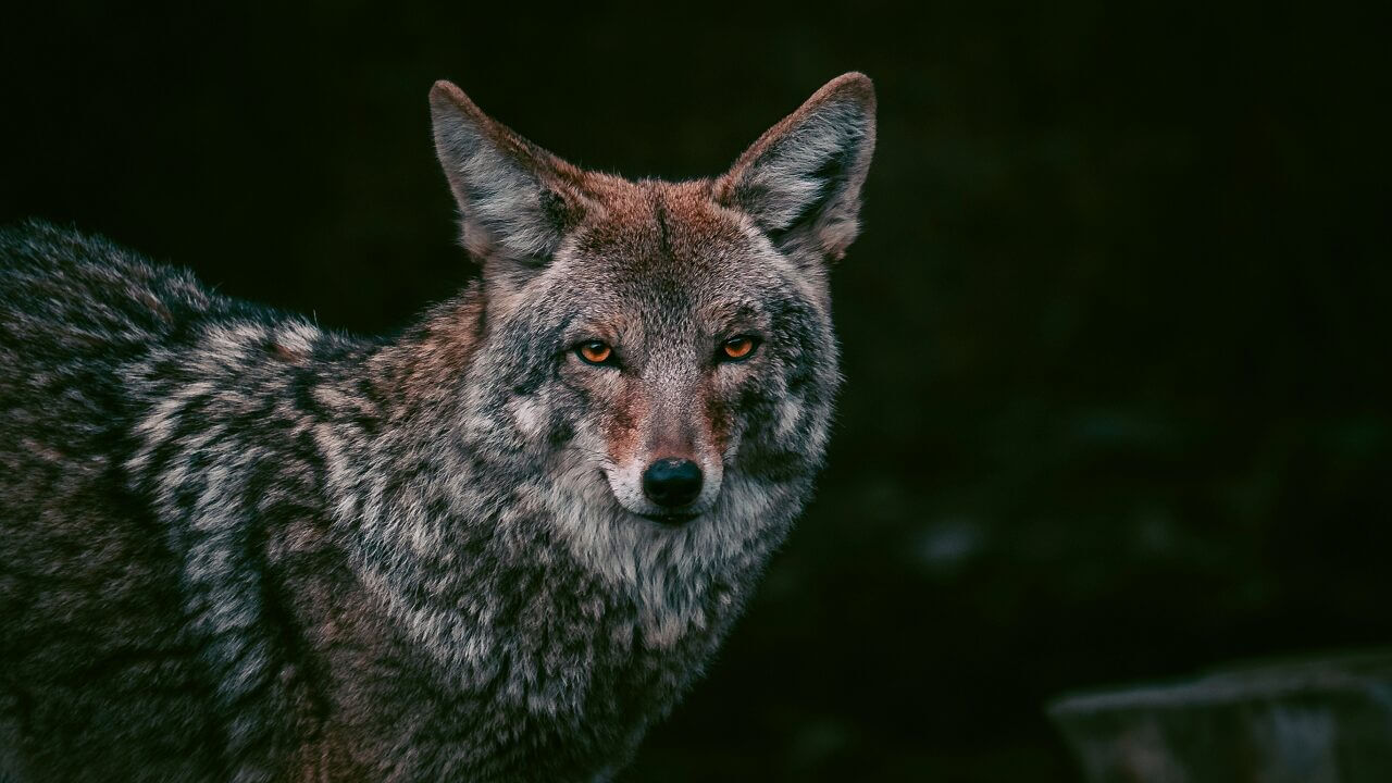 COYOTE