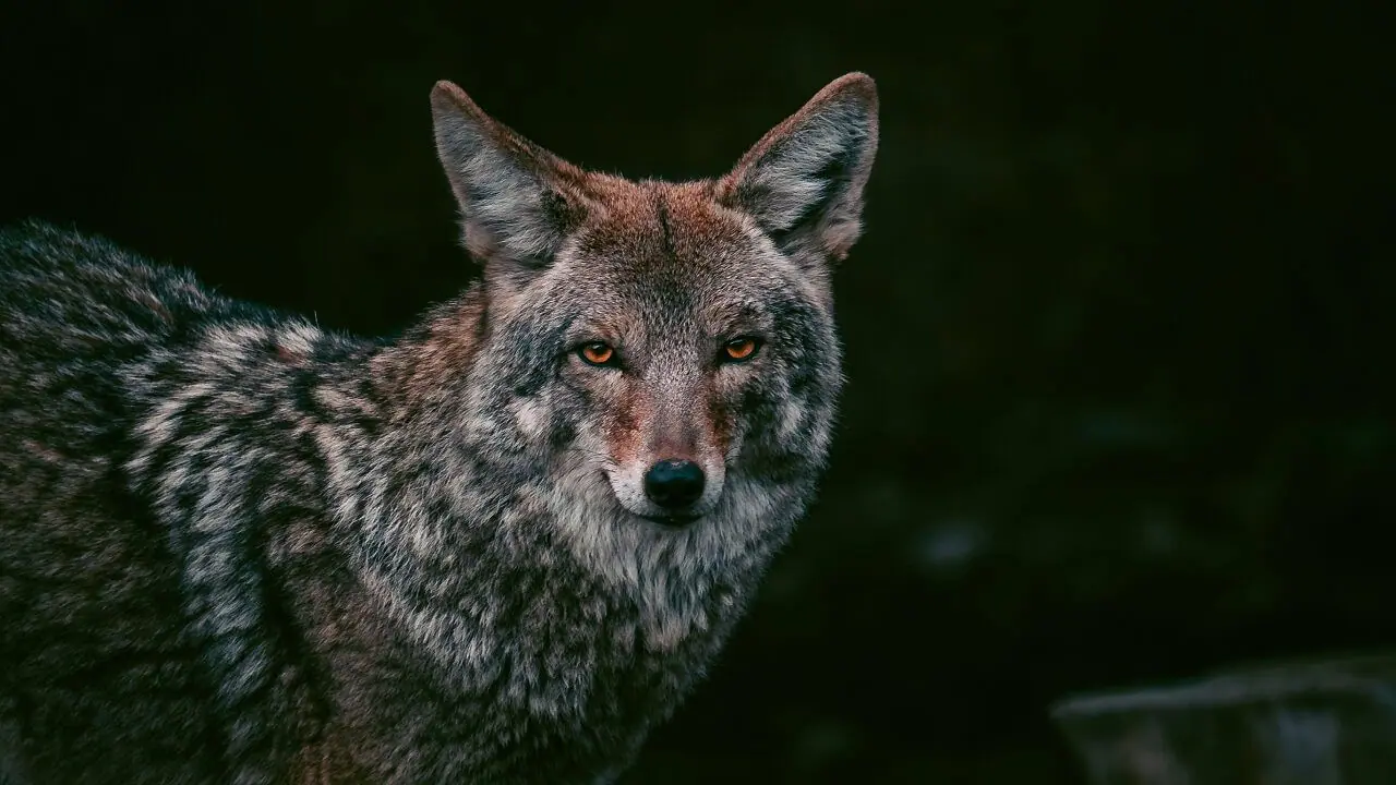 COYOTE