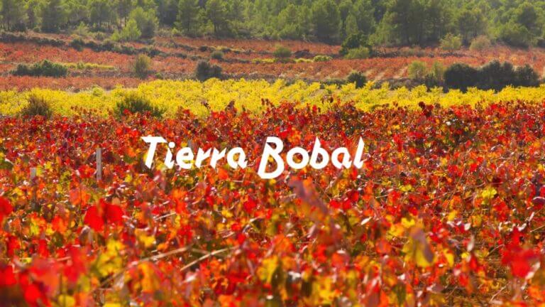 Tierra Bobal