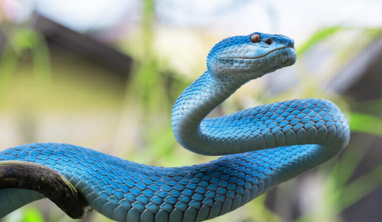 Blue Viper Snake